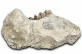 Fossil Running Rhino (Hyracodon) Jaw Section - South Dakota #355498-3